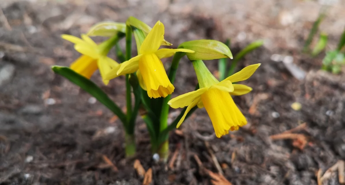 Życie miasta, Idzie wiosna zauważyliście - zdjęcie, fotografia