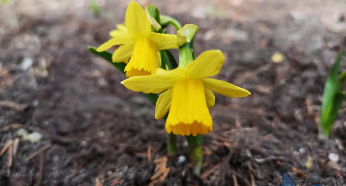 Życie miasta, Początek wiosny Dlaczego jednej - zdjęcie, fotografia