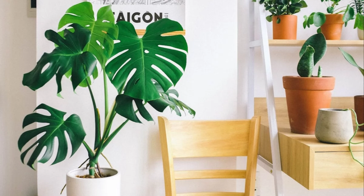 Informator / Materiały zewnętrzne , Stojak wysoki niski sprawdzi wnętrzu Twojego mieszkania - zdjęcie, fotografia