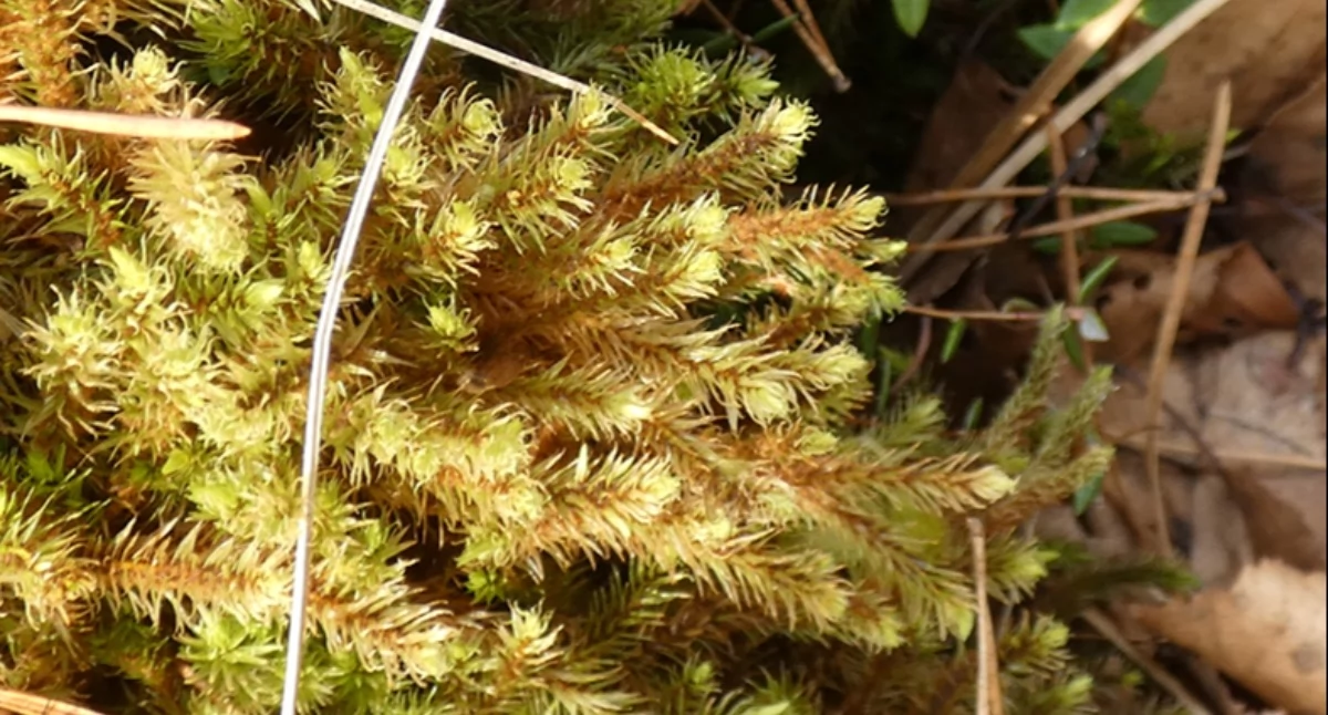 Próchniczek bagienny