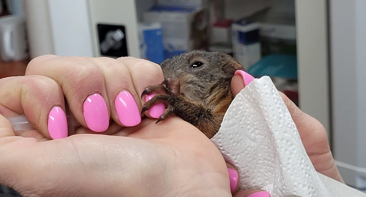 Fot. Straż Miejska w Jaworznie