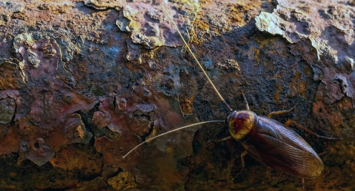 Informator / Materiały zewnętrzne , Nocne spotkanie kuchni Dlaczego karaluchami wygrasz własną rękę - zdjęcie, fotografia