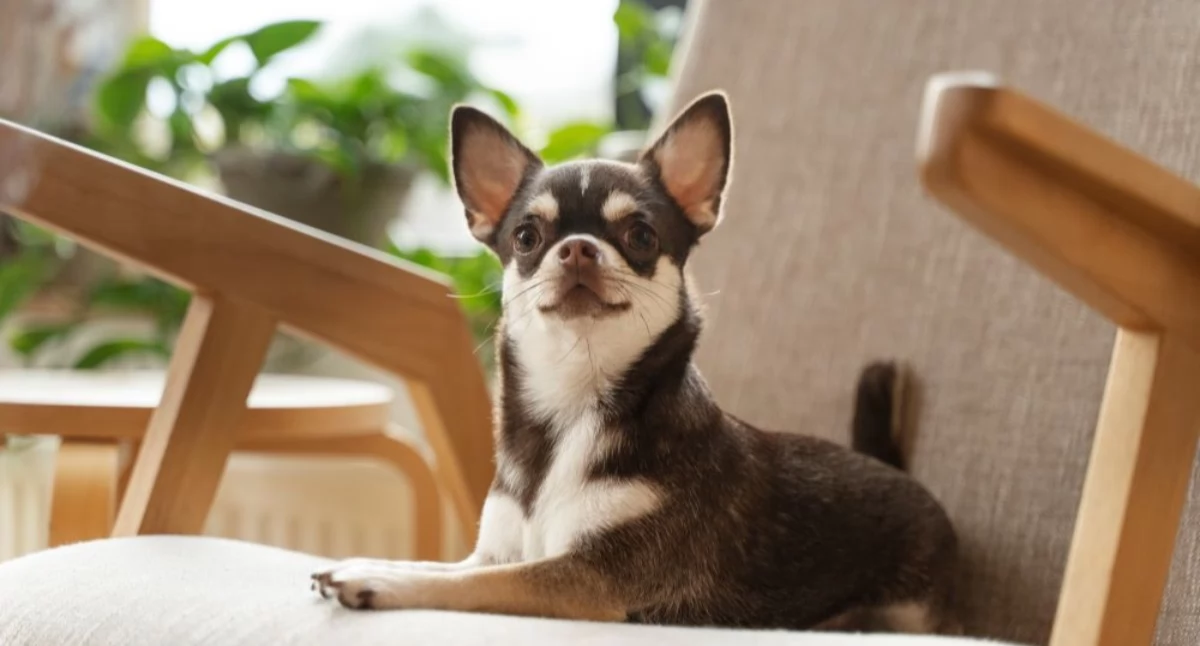 Informator / Materiały zewnętrzne , Miejsce sprytnie zaaranżować psią przestrzeń - zdjęcie, fotografia