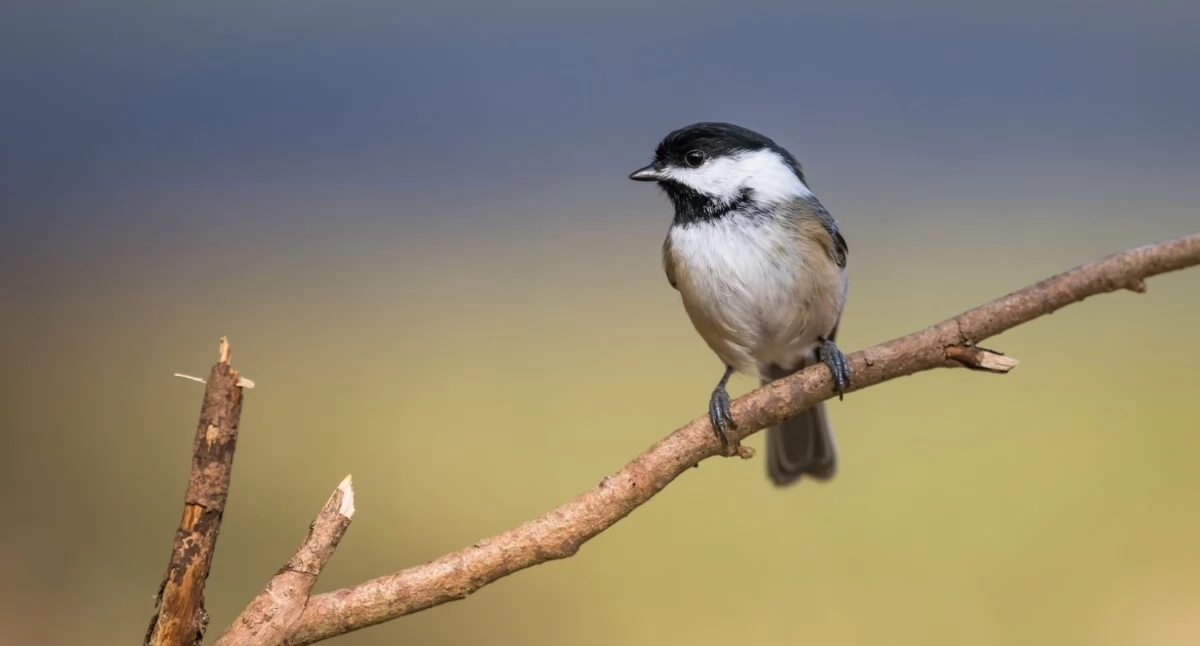 Informator / Materiały zewnętrzne , Ekspertyzy przyrodnicze procesie uzyskiwania pozwoleń budowlanych - zdjęcie, fotografia