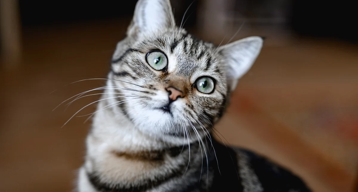 Informator / Materiały zewnętrzne , Wysokiej jakości karma czyli Rawolution - zdjęcie, fotografia