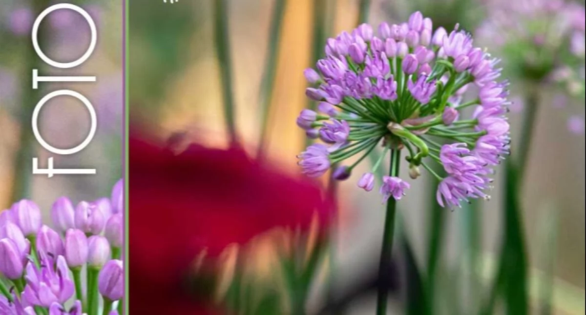 Rozrywka, Informacje kulturalne wydarzenia kwietnia - zdjęcie, fotografia