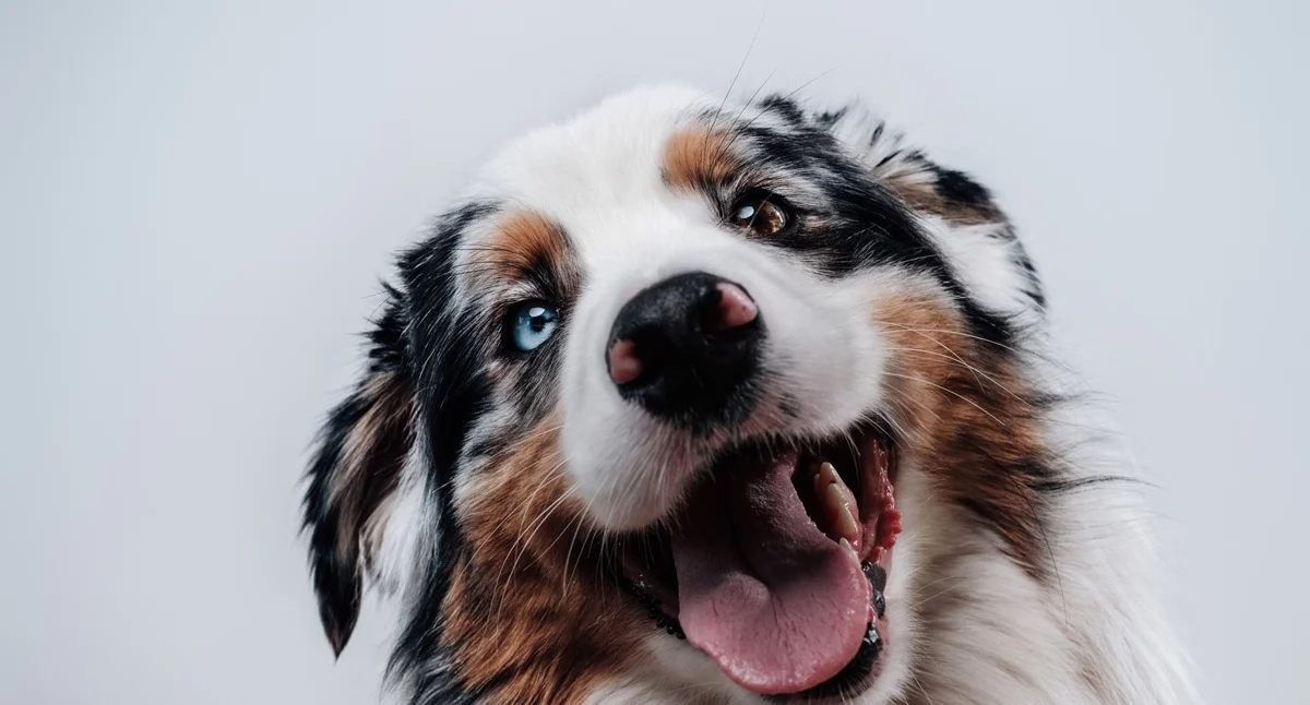 Informator / Materiały zewnętrzne , Naturalne kosmetyki psów Totobi warto - zdjęcie, fotografia
