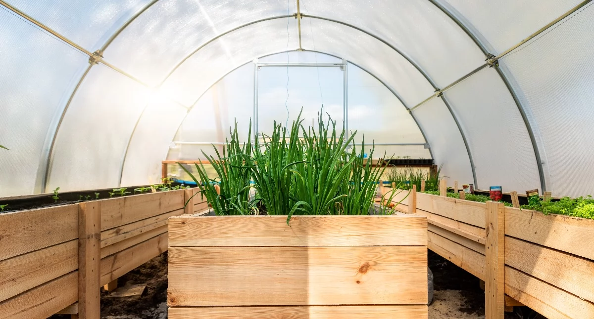 Informator / Materiały zewnętrzne , Sposoby lepszą ochronę warzyw przed chłodem wiatrem - zdjęcie, fotografia