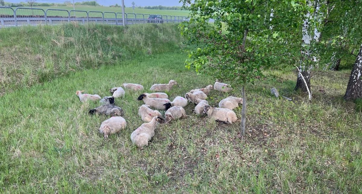 Zwierzęta, wyruszyły wypas Jaworznie znów można obserwować zwierzęta - zdjęcie, fotografia