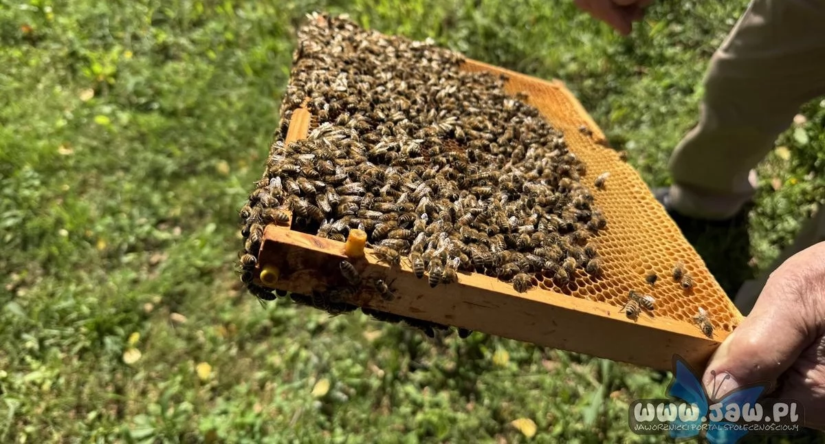 Zwierzęta, Międzynarodowy Dzień Pszczół robocik - zdjęcie, fotografia