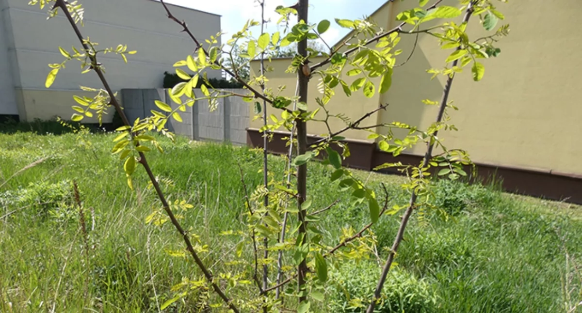Robinia akacjowa