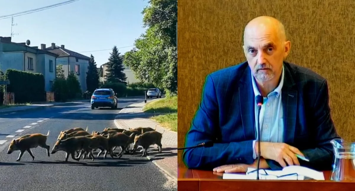 Zwierzęta, Dziki Jaworznie Prezydent mówi wprost nasza odpowiedzialność Mieszkańcy mogą jednak liczyć pomoc - zdjęcie, fotografia