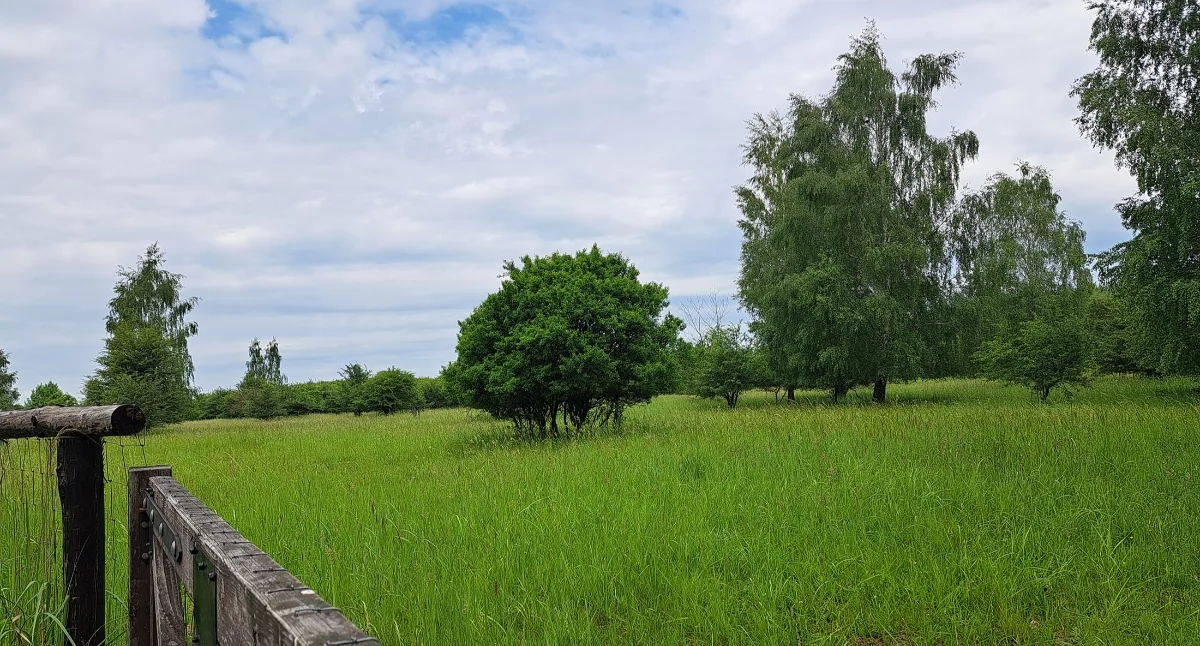 Urząd Miejski w Jaworznie zapowiada aktualizację planu adaptacji miasta do zmian klimatu. Jeśli masz pomysł na to, jak przeciwdziałać falom upału, suszy, a także zanieczyszczonemu powietrzu, zgłoś udział w konsultacjach. Fot. Patrycja Koprzak