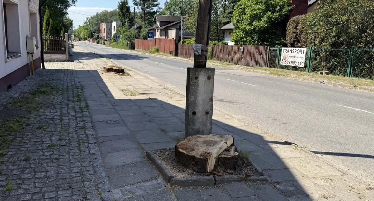 Wycięte drzewa na ul. Szczakowskiej w Jaworznie