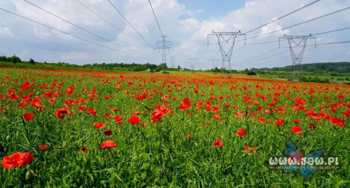 Łąka maków w Jaworznie