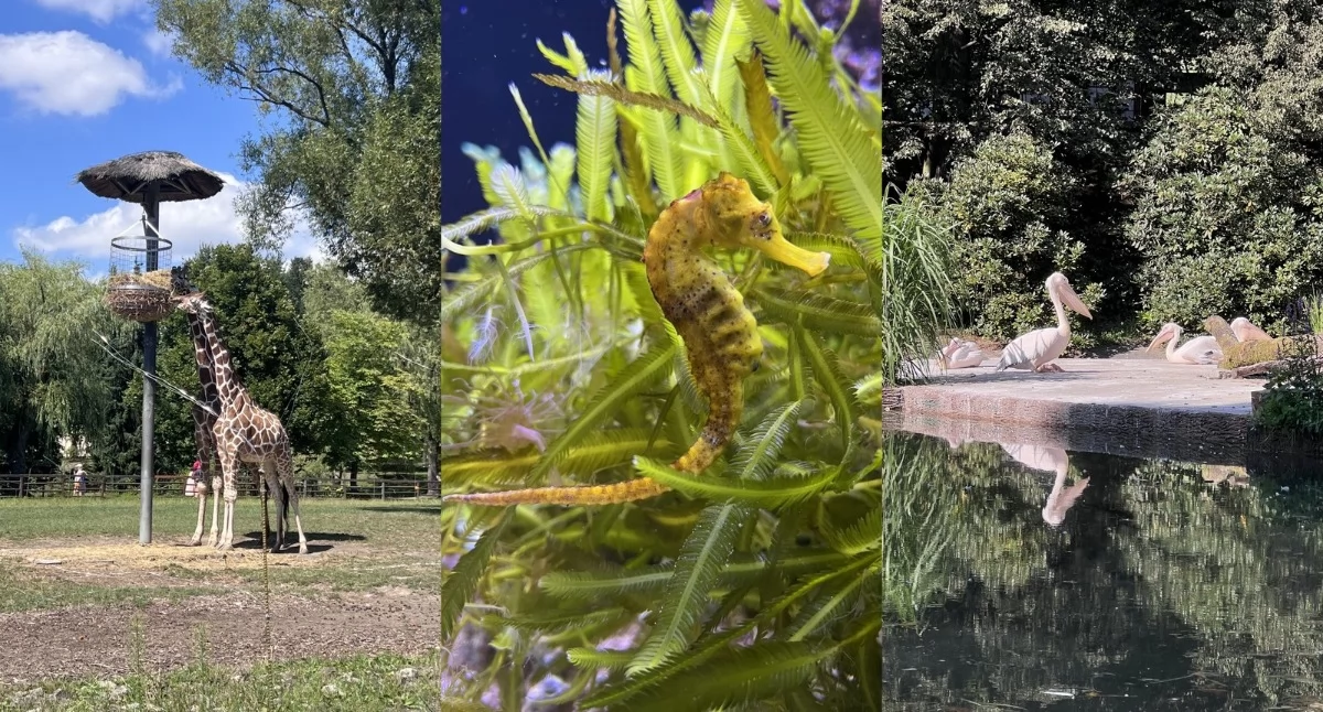 Bądź ECO, WFOŚiGW Katowicach dofinansował edukację ekologiczną Śląskim Blisko projekt - zdjęcie, fotografia