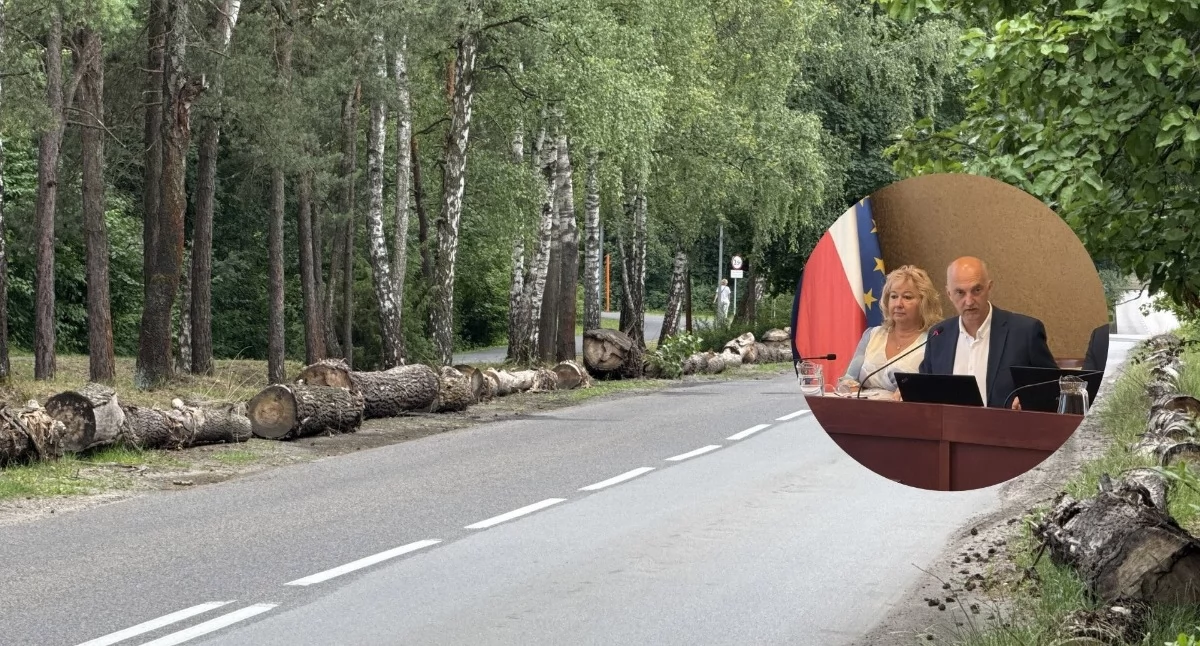 Życie miasta, Urząd tłumaczy słowa prezydenta Pawła Silberta kłód Sosinie - zdjęcie, fotografia