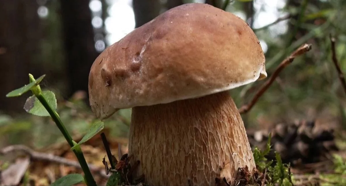 Życie miasta, Wysyp grzybów śląskim deszczach pełne prawdziwków kurek maślaków - zdjęcie, fotografia