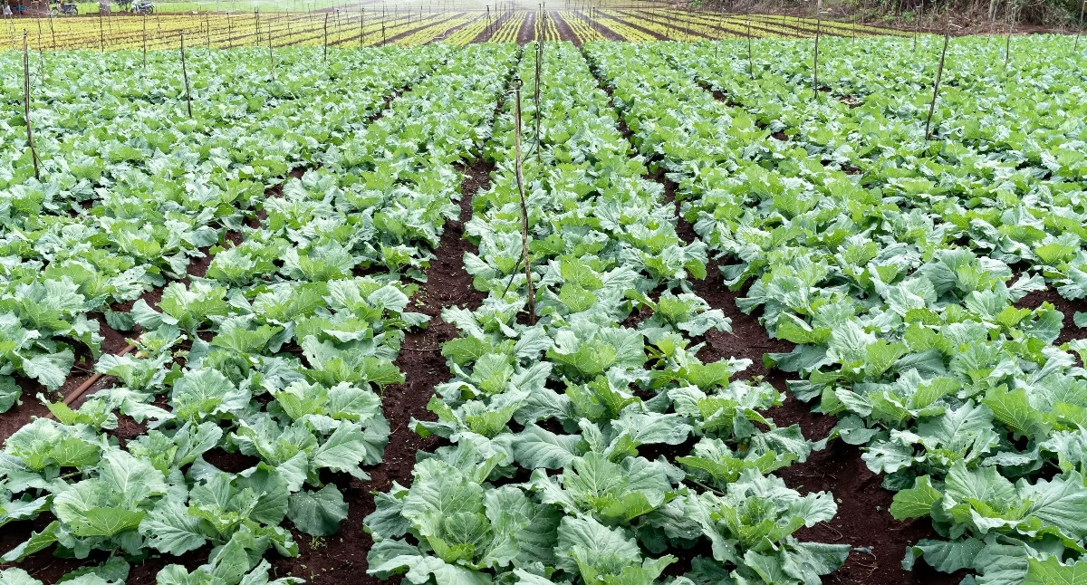 Ekologia, Ekologiczne alternatywy nawozów syntetycznych Naturalne źródła azotu ogrodzie organicznym - zdjęcie, fotografia