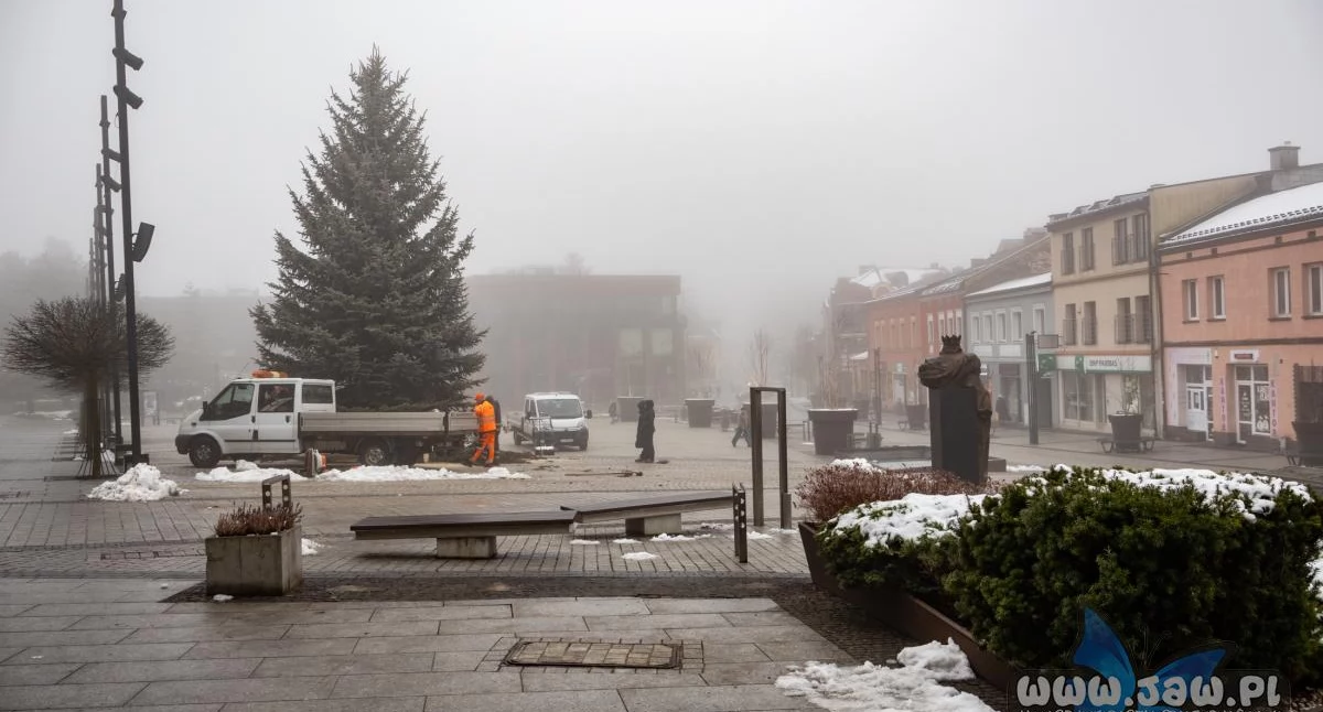 Życie miasta, Jaworzno szuka choinki Rynek Mieszkańcy mogą zgłaszać drzewa - zdjęcie, fotografia