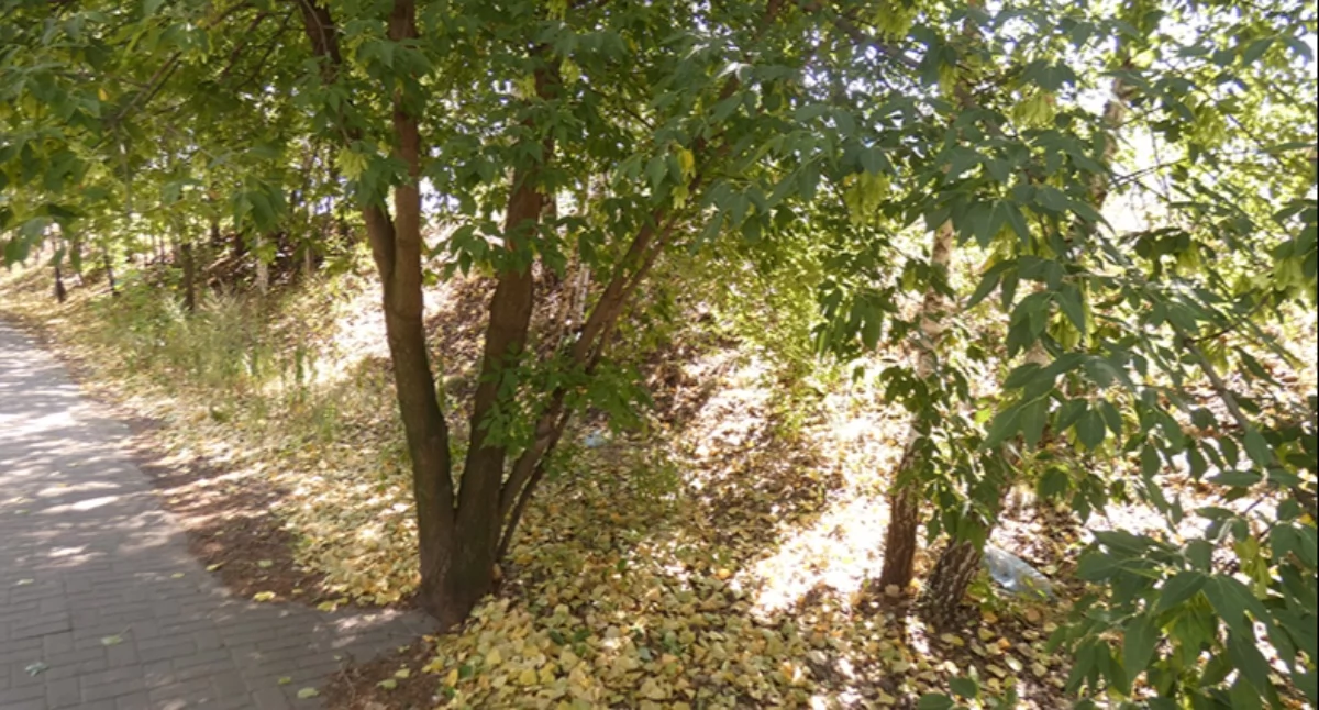 Klon jesionolistny, kalifornijski