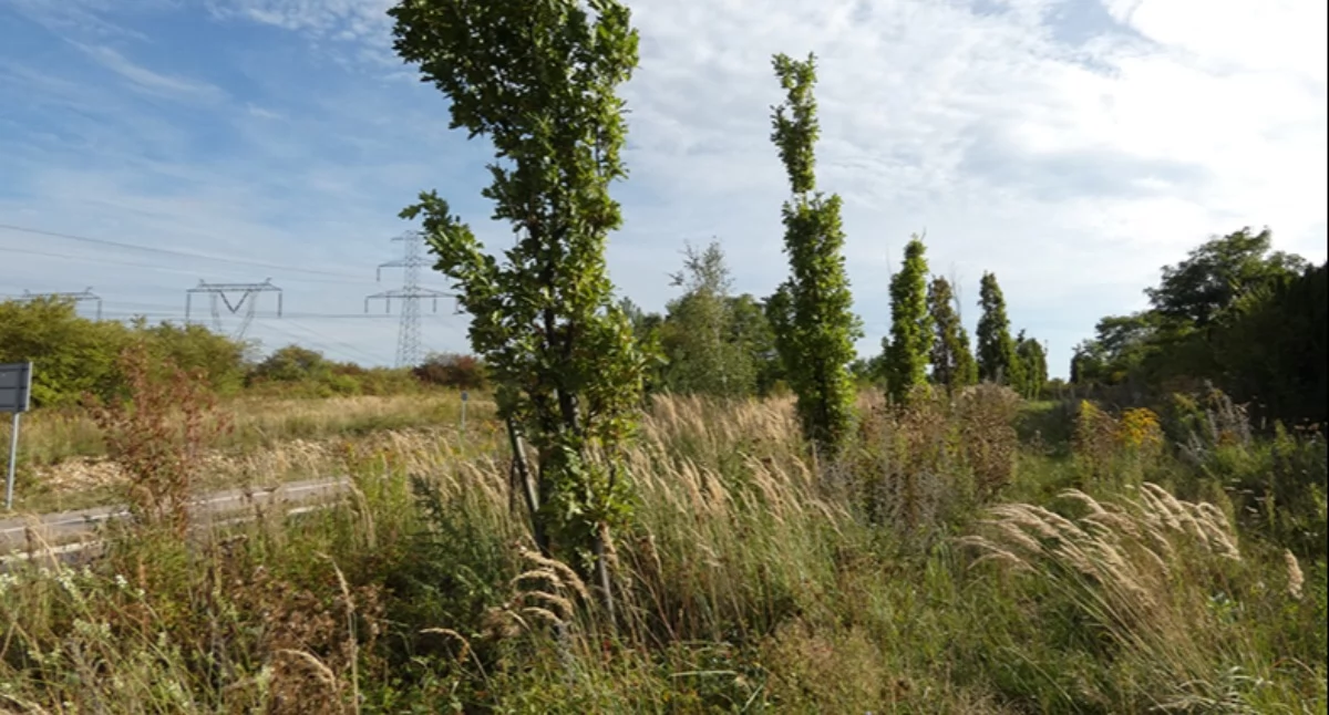 Dęby szypułkowe i trzcinnik piaskowy