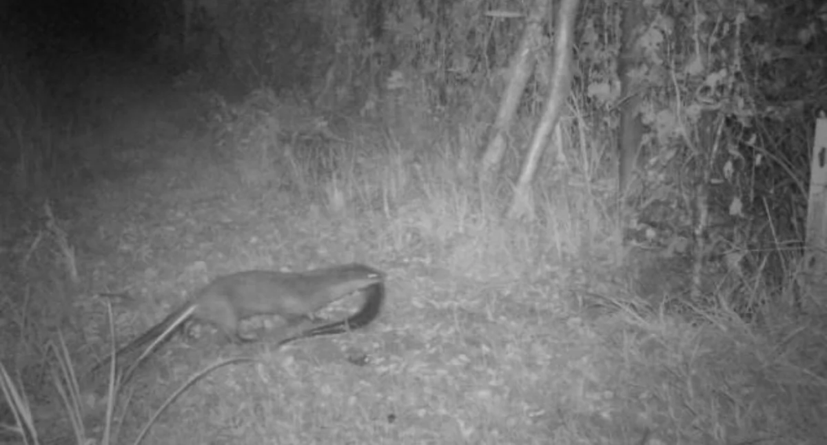 Zwierzęta, Wydra przed obiektywem Kolejne dzikie zwierzę nagrane Jaworznie - zdjęcie, fotografia
