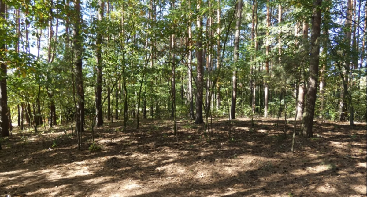 Pierwszy zagajnik