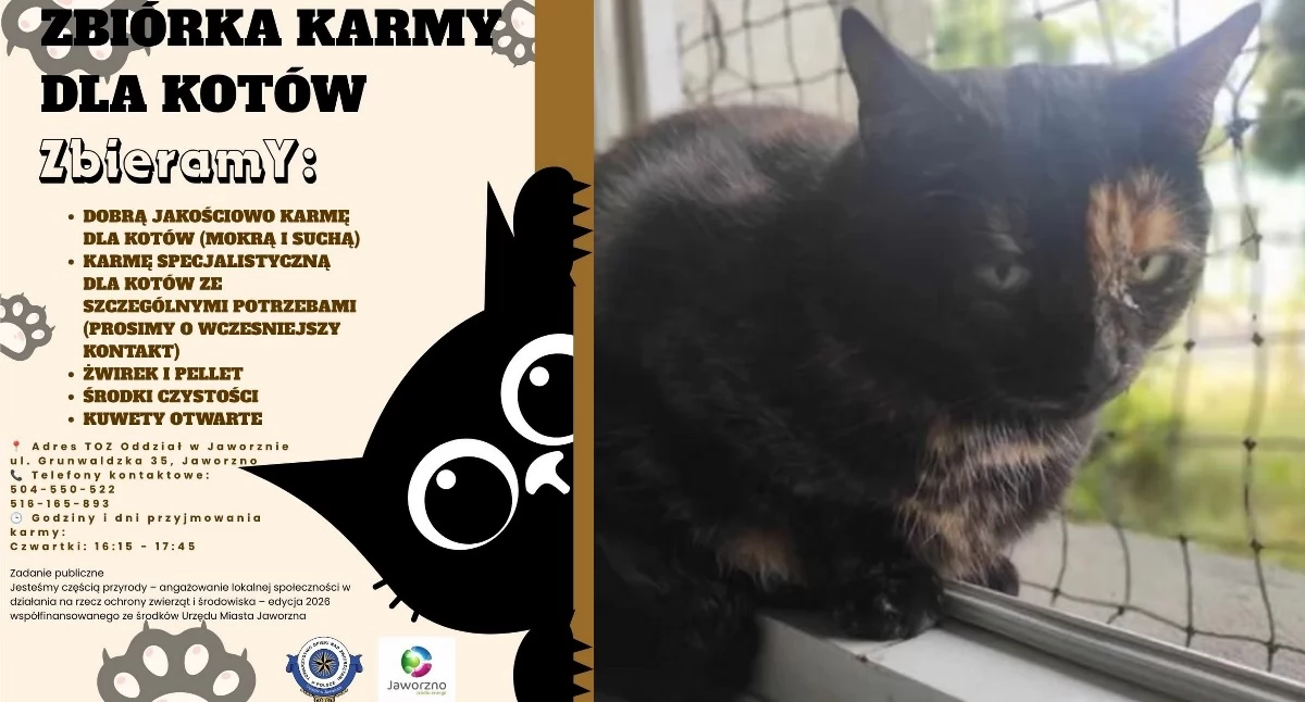 Zwierzęta, Jaworzno organizuje zbiórkę kotów Potrzebna karma środki codziennej opieki - zdjęcie, fotografia