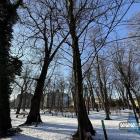 Lipa Grażyna i klon Janusz