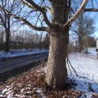 Pierwszy drzewiasty jawor