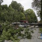 Drzewo zwaliło się na samochody.