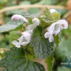 Albinotyczna jasnota purpurowa