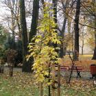 Ambrowiec amerykański