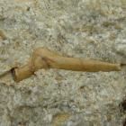 Kość gada w wapieniu krynoidowym