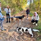 Spacer z psami do adopcji