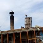 Bociany u Stanisława Bigaja w Jaworznie