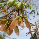 Klon czerwony – Acer rubrum