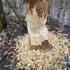 Ślady po działalności bobrów w Szczakowej
