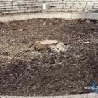 Na Rynku w Jaworznie wycieli jawora