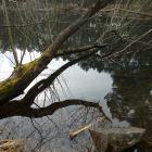 Powalona wierzba, Żabnik, zachodni staw