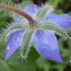 Ogórecznik lekarski