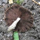Kruchaweczka