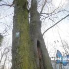 Jawor Janusz – 19 lutego 2025 r.