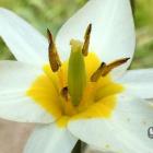 Tulipan dwukwiatowy