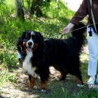 Berni