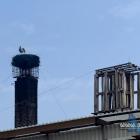 Bociany u Stanisława Bigaja w Jaworznie