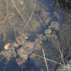 Woda w Zalewie Sosina w Jaworznie