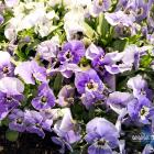 Zuzanna Wolska, Julia Jankowska 