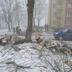 Drzewo_zawaloneNaSamochod_5
